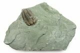 Prone Flexicalymene Trilobite with Pyrite - Mt Orab, Ohio #245138-4